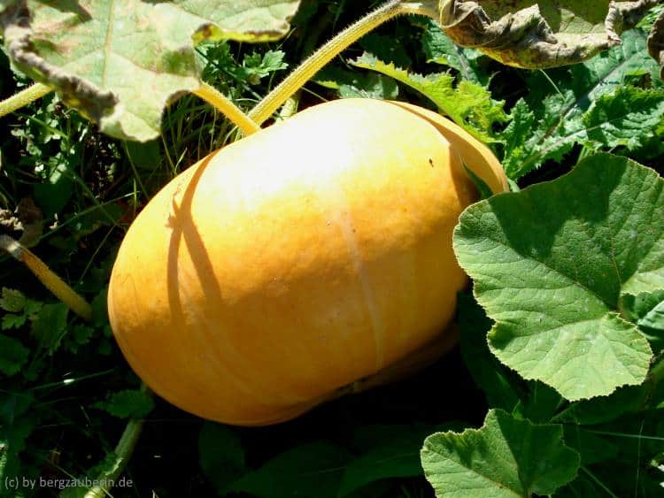 kuerbis