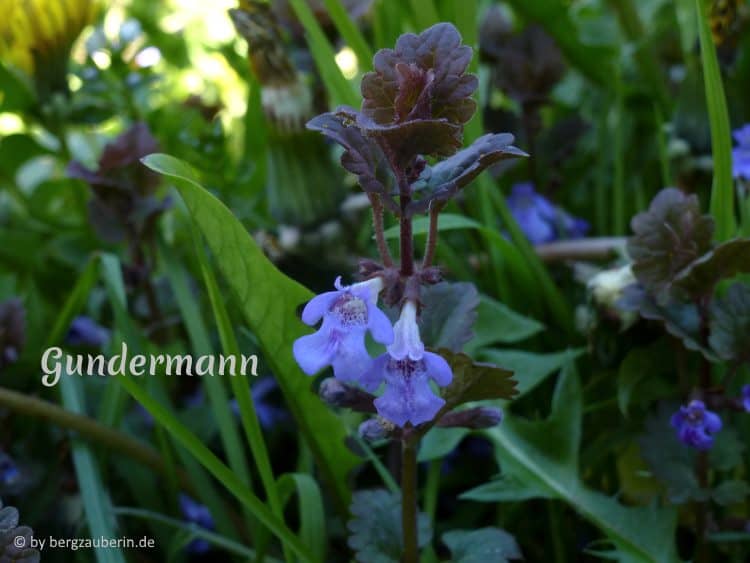 gundermann