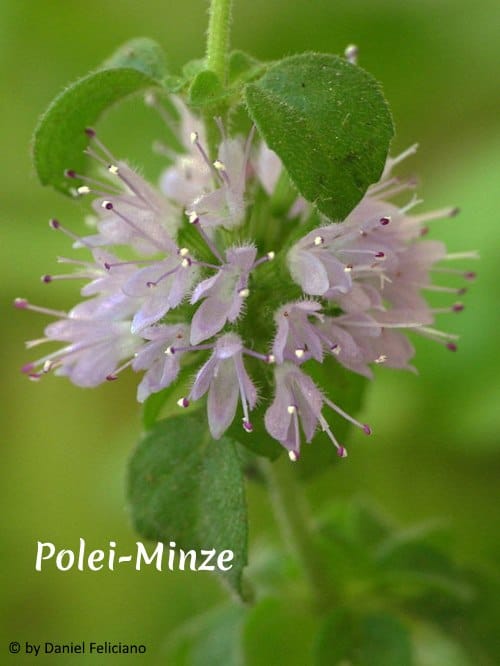 poleiminze