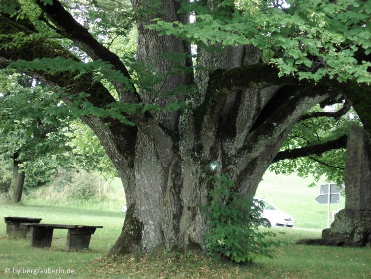 baum