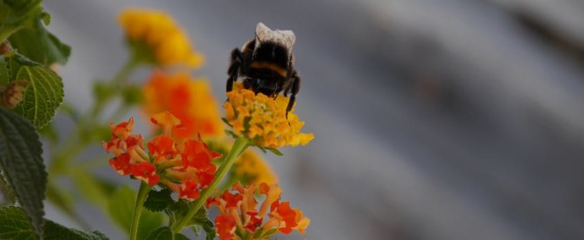 Wie du die Energie der Sommersonnwende für dein Business nutzen kannst