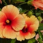 Mein eigenes Hoʻoponopono Hibiskus