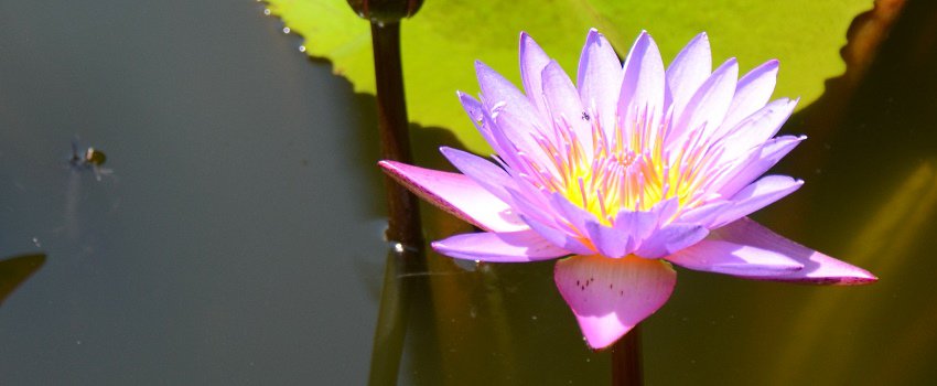 Ich liebe Komplimente und du?