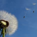 Pusteblume
