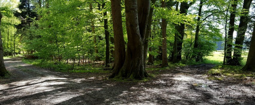 Wald