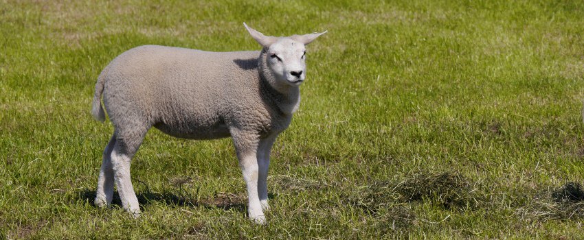 Texel – Kräuterkraft und Meer