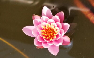 Warum meine Seerose eine echte ErMUTigerin ist
