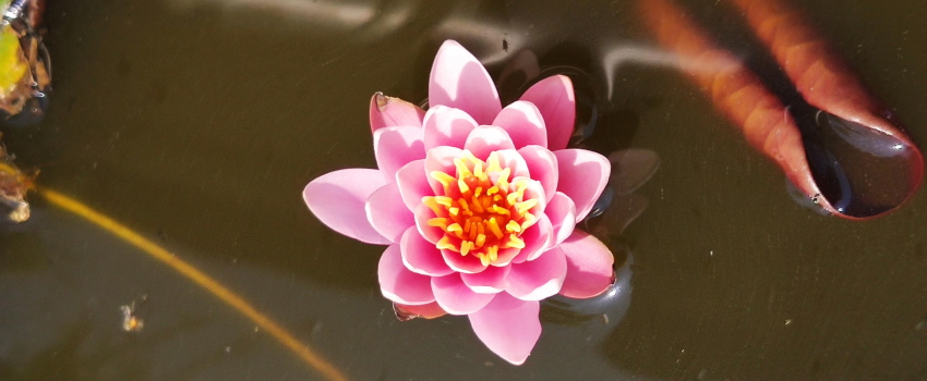 Warum meine Seerose eine echte ErMUTigerin ist