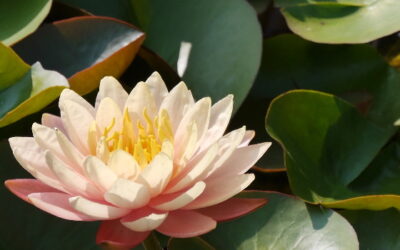Tipps für deinen intuitiven Zugang zu Tarot